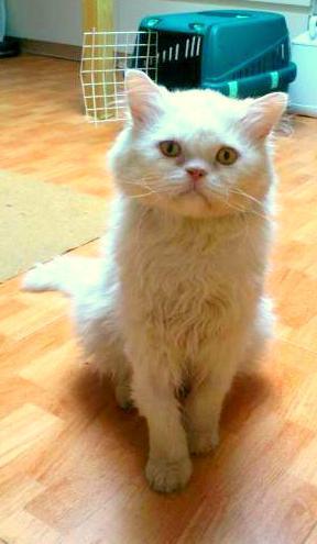 Rony, gato persa blanco positivo a leucémia. se la acaba la acogida!!