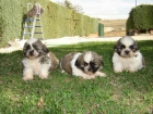 shih tzu tricolor - mejor precio | unprecio.es