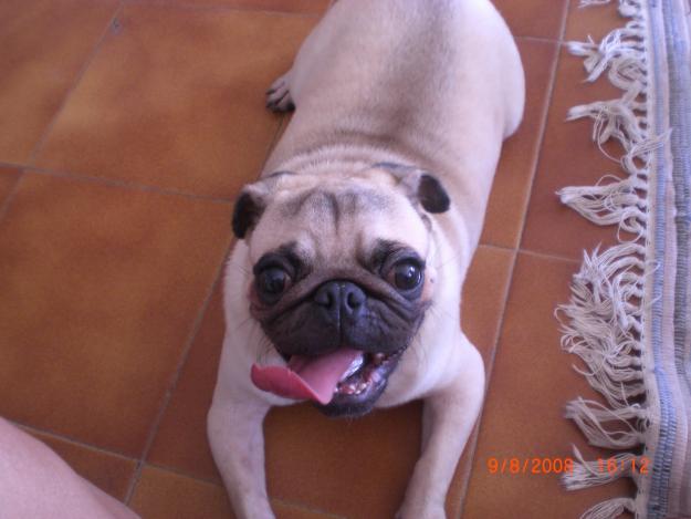 Venda cachorro Carlino en Palma de Mallorca