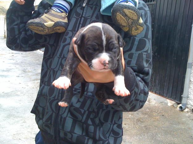 vendo cachorros pitbull