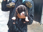 vendo cachorros pitbull - mejor precio | unprecio.es