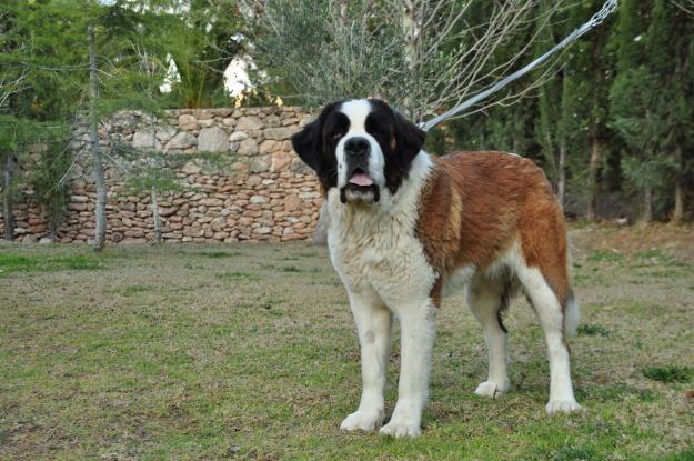 Venta San Bernardos