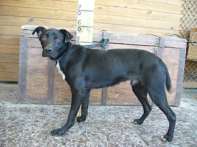 Cachorrito cariñoso necesita un hogar