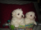 BICHON MALTES, perros, cachorros, criadero, venta. - mejor precio | unprecio.es