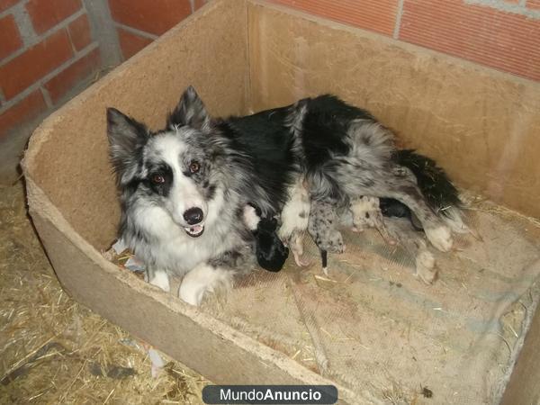 Cachorritos border collie