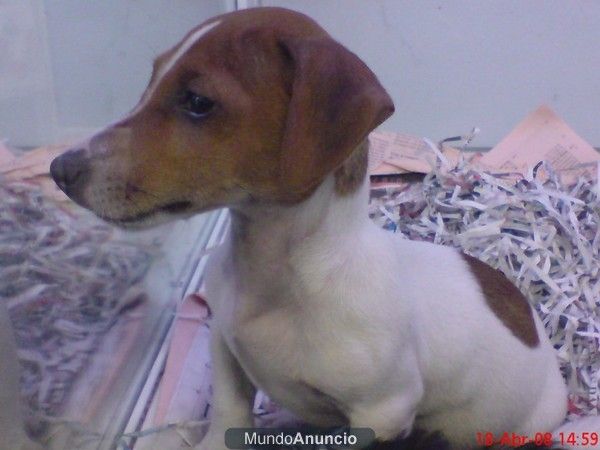 JACK RUSELL EL PERRO DE LA MASCARA Y DE LA LOTO EN EL CARIBE, cachorros, venta, criadero.