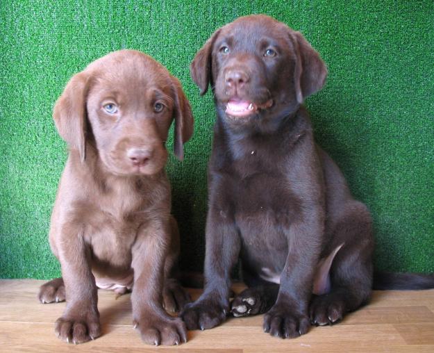 PRECIOSOS LABRADOR RETRIEVER CHOCOLATE,290€