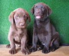 PRECIOSOS LABRADOR RETRIEVER CHOCOLATE,290€ - mejor precio | unprecio.es