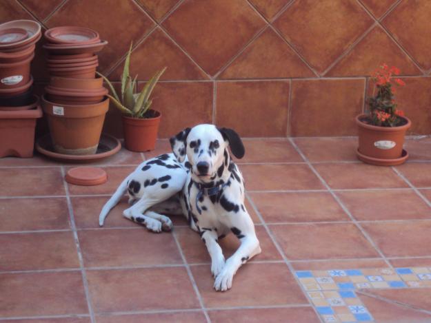 Se vende dálmata