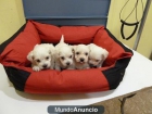 CACHORROS BICHON MALTES - mejor precio | unprecio.es