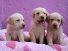 cachorros labrador barcelona !! - mejor precio | unprecio.es