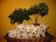 Cachorros Westy 350 euros