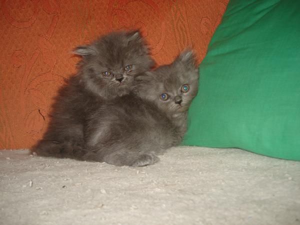 dos machitos persas