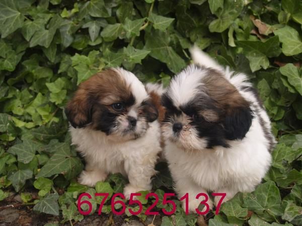 Dulce camada de Shih Tzu. Tarragona