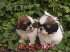 Dulce camada de Shih Tzu. Tarragona - mejor precio | unprecio.es