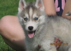 Husky siberiano cachorro listo para su familia. - mejor precio | unprecio.es