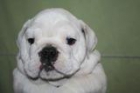 Perros Disponibles - mejor precio | unprecio.es