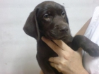 Perros en Barcelona de todas las razas , perros, cachorros, criadero, venta EN TIENDA.  En AQUANATURA encontraras la may - mejor precio | unprecio.es