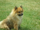 pomerania macho para montas - mejor precio | unprecio.es