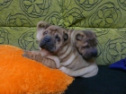 Preciosos Shar pei con Pedigree - mejor precio | unprecio.es