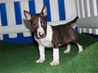 Tu Bullterrier,magnificos cachorros - mejor precio | unprecio.es