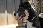 PÓCKER, mestizo, 1 año, 21 kilos. EN ADOPCIÓN - mejor precio | unprecio.es