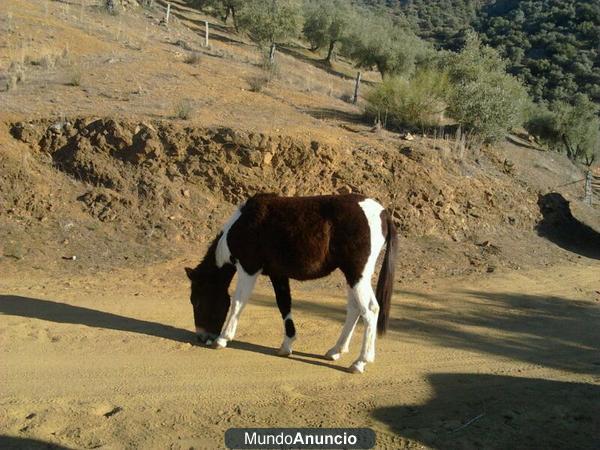 Magnifico Mulo Pío y Mula negra