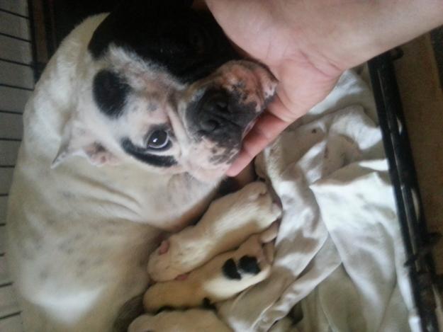 cachorros bulldog francés