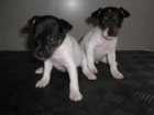 CACHORROS DE BODEGUEROS PRECIOS MAGNIFICOS. CACHORROS FUERTES, CON MUCHA ENERGIA - mejor precio | unprecio.es