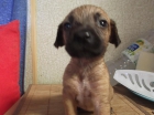 cachorros de perro , en adopcion - mejor precio | unprecio.es