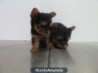 cachorros   yorshire terrier toy - mejor precio | unprecio.es