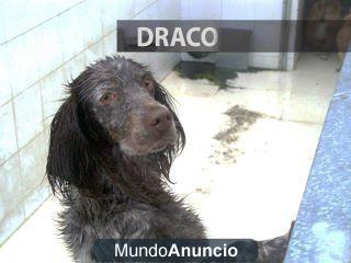 DRACO no puede mas por favor necesita a alguien!!!