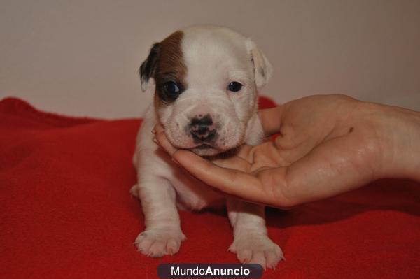 Jack Russel Cachorros