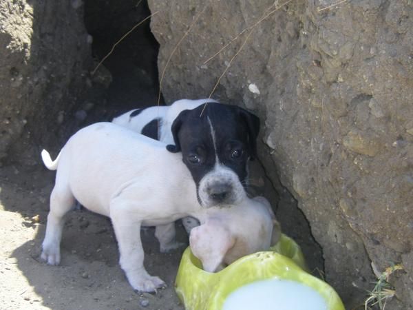 Perritos en adopción