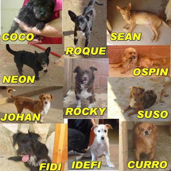 perros tamaño pequeño en adopcion