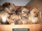 se vende cachorros de chihuahua - mejor precio | unprecio.es