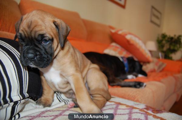 SE VENDEN CACHORROS DE BOXER