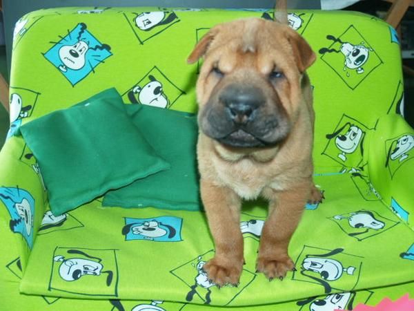 Shar-pei, cahcorros increíbles ¡Pura Raza!