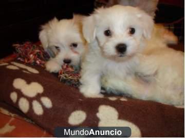 Regalo Dulces cachorritos de bichón maltés con 2 mesecitos. PURA RAZA. en Alcala De Henares