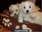 Regalo Dulces cachorritos de bichón maltés con 2 mesecitos. PURA RAZA - mejor precio | unprecio.es