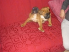 boxer con pedigree - mejor precio | unprecio.es