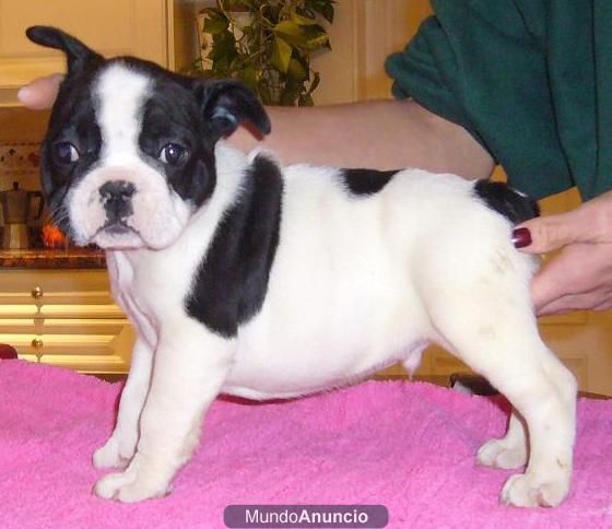 BULLDOG FRANCES BLANCOS Y NEGROS