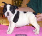 BULLDOG FRANCES BLANCOS Y NEGROS - mejor precio | unprecio.es