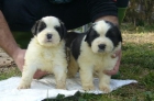 espectaculares cachorros de San Bernardo de pelo largo 750 - mejor precio | unprecio.es