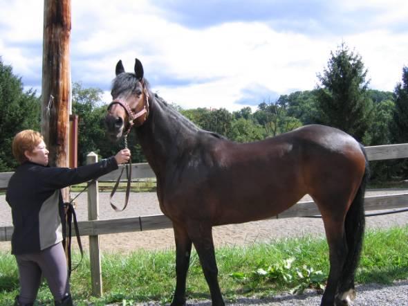 Friesian deportes caballo para la venta