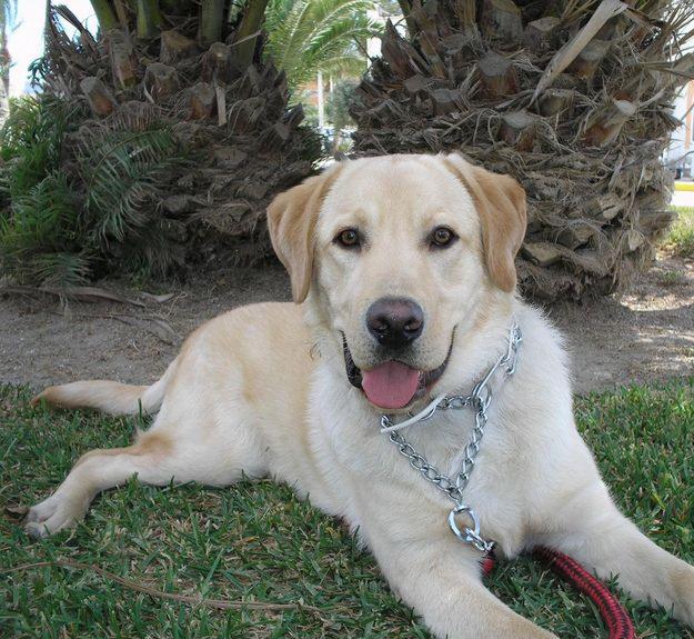 Labrador de 2 Años y medio Rubio. Buen Pedigri, busca novia para tener cachorros. GRATIS