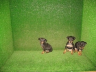 SE VENDEN CACHORRITOS DE PINSCHER MINIATURA 290€ Y TECKEL MINIS DE PELO LISO - mejor precio | unprecio.es