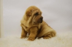shar pey espectaculares cachorros - mejor precio | unprecio.es