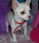 Si llamas por un Chihuahua de Bolsillo - mejor precio | unprecio.es