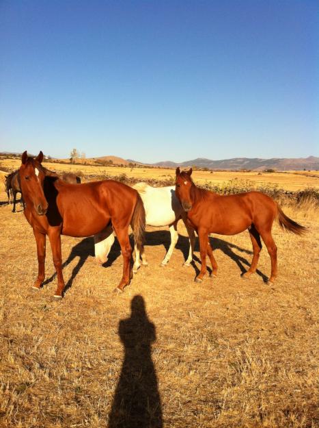 Venta de potros y caballos lusitanos, españoles, cruzados.